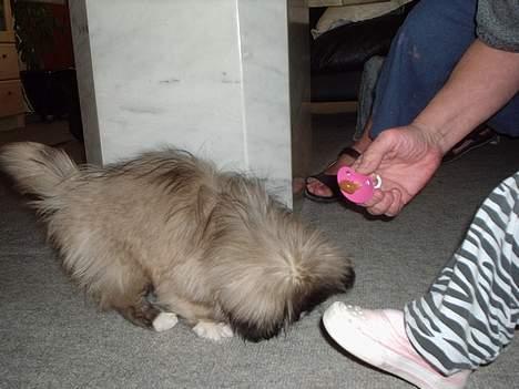 Pekingeser Tao *DØD* R.I.P billede 13