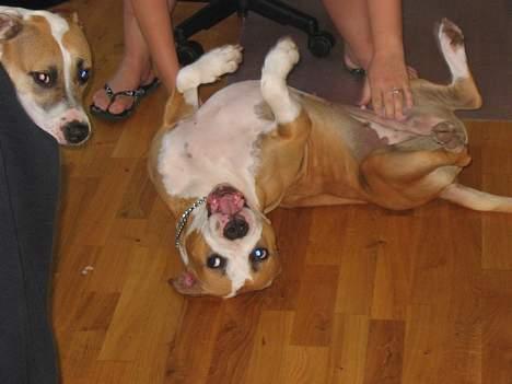 Amerikansk staffordshire terrier Freya - Freya august 2005 billede 14