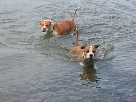 Amerikansk staffordshire terrier Freya - Freya ude og bade, August 2005 billede 15