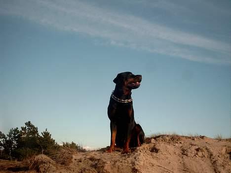 Rottweiler Saaek's Bachuus billede 1