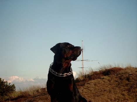 Rottweiler Saaek's Bachuus billede 2