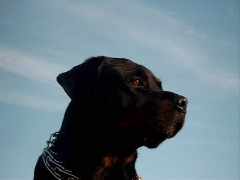 Rottweiler Saaek's Bachuus billede 3