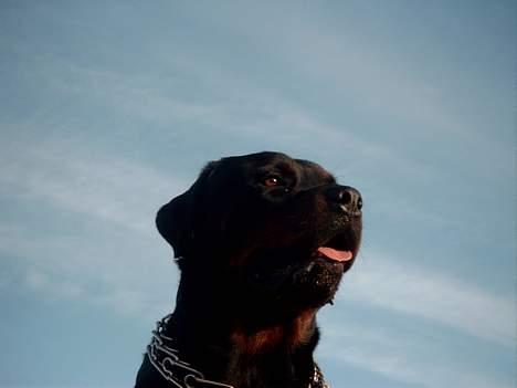 Rottweiler Saaek's Bachuus billede 4