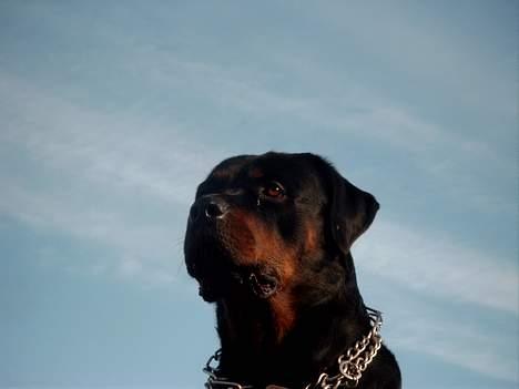 Rottweiler Saaek's Bachuus billede 5