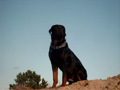 Rottweiler Saaek's Bachuus billede 6