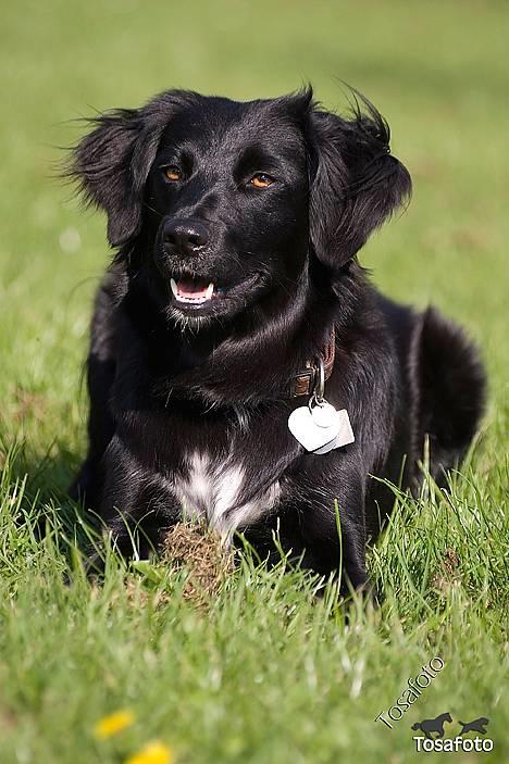 Blanding af racer Nemo billede 17