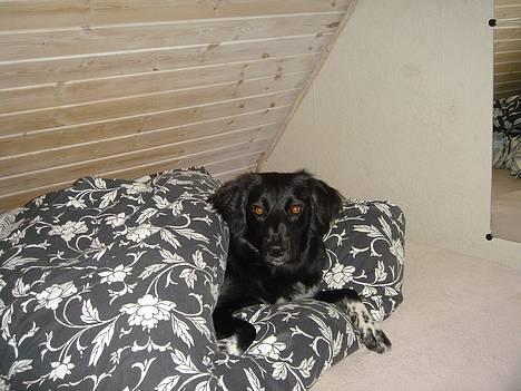 Blanding af racer Nemo - hey mor skal vi snart sove? nemo putter sig altid godt ind uder dynen... billede 18