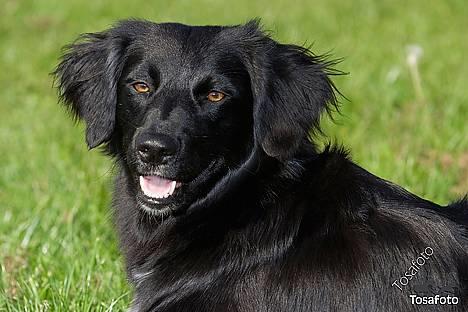 Blanding af racer Nemo - hej mor.  billede 19