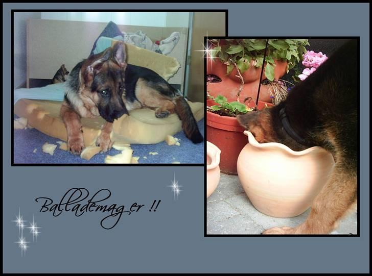 Schæferhund Kayser 30/4 05 - 16/1 06 billede 3