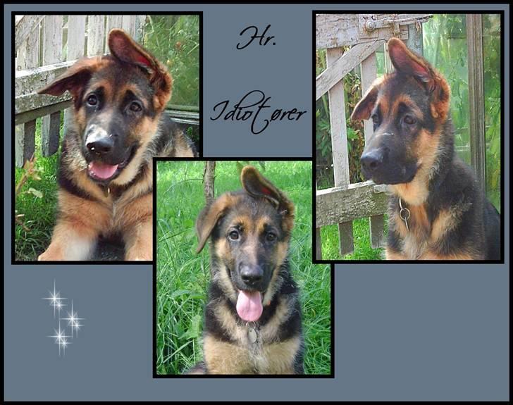 Schæferhund Kayser 30/4 05 - 16/1 06 billede 4