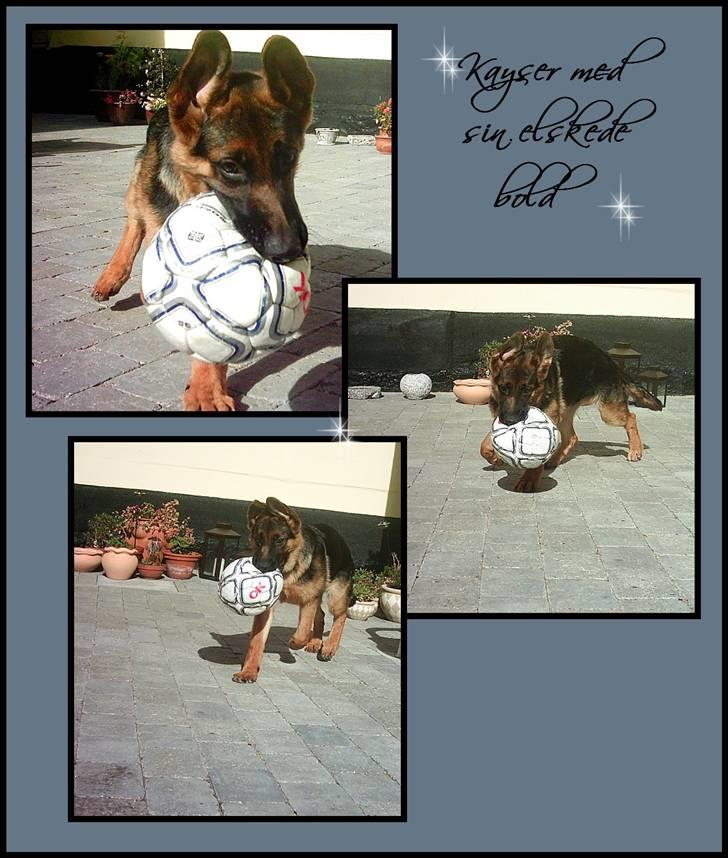 Schæferhund Kayser 30/4 05 - 16/1 06 billede 5