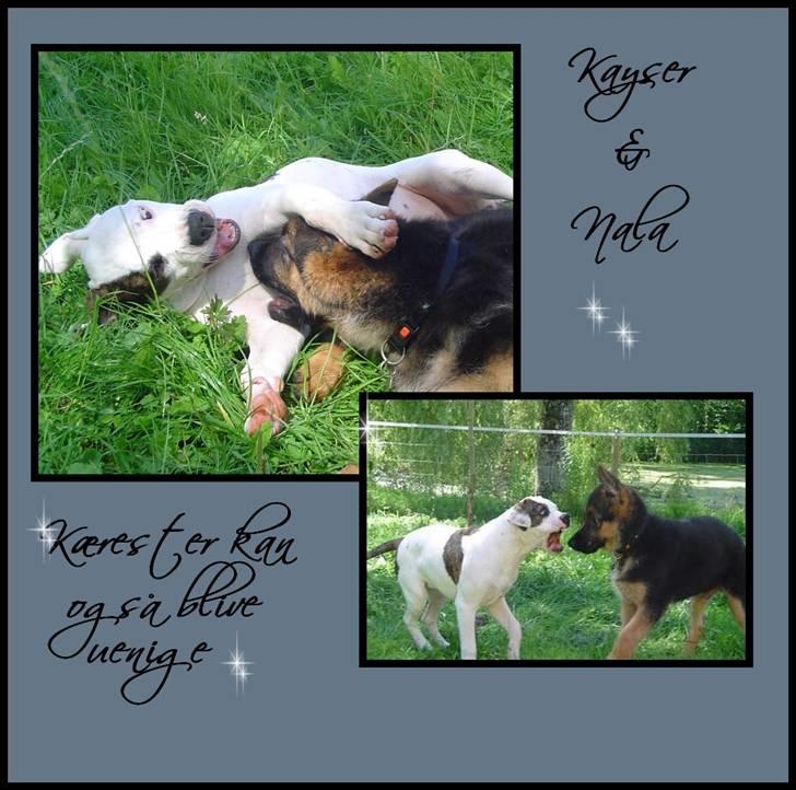 Schæferhund Kayser 30/4 05 - 16/1 06 billede 7