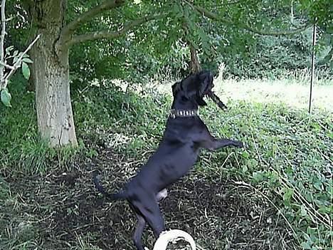 Blanding af racer cæzar(død) billede 20