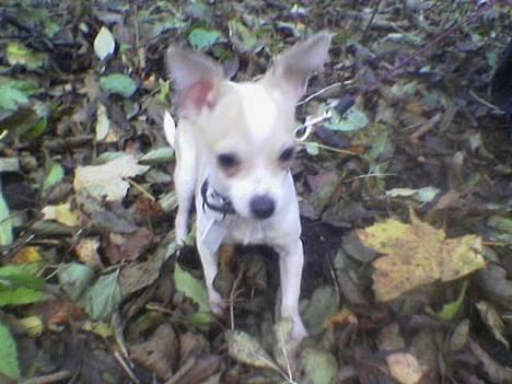 Chihuahua Cirkeline R.I.P. - Skoven ved Tystrup Sø d. 13/11 billede 7