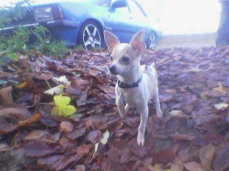 Chihuahua Cirkeline R.I.P. - Skoven ved Tystrup Sø 13/11 billede 8