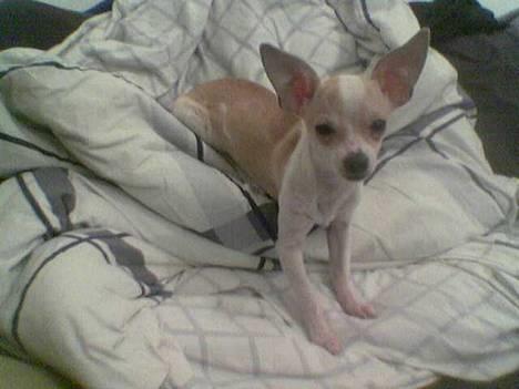 Chihuahua Cirkeline R.I.P. - ligger igen i sengen billede 9