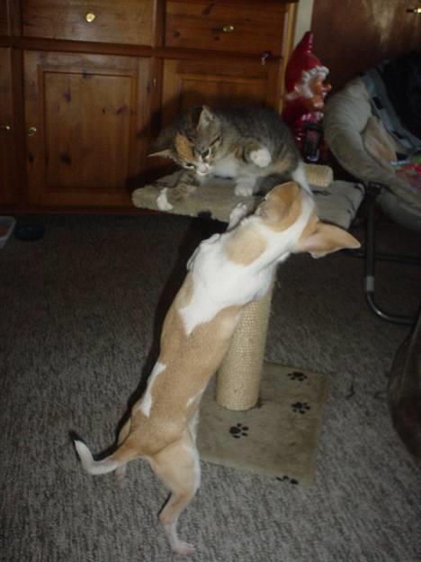 Chihuahua Cirkeline R.I.P. billede 10