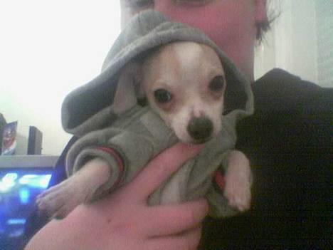 Chihuahua Cirkeline R.I.P. - Se min nye trøje :) Jeg kunne da være med i en nik & jay video hva´? billede 11