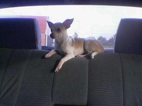 Chihuahua Cirkeline R.I.P. - Vogter lige i bilen billede 12