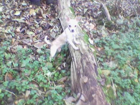 Chihuahua Cirkeline R.I.P. - Skoven ved Tystrup Sø 13/11 billede 13