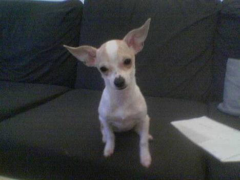 Chihuahua Cirkeline R.I.P. - Er jeg ik´ sød? billede 14