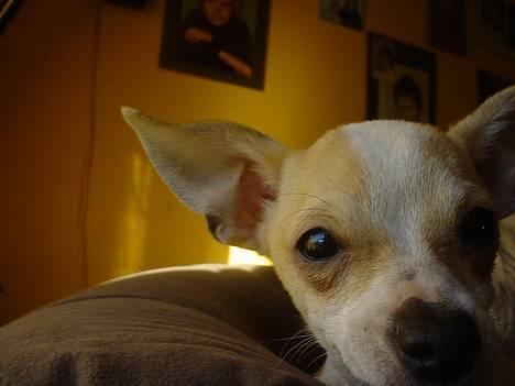 Chihuahua Cirkeline R.I.P. billede 15