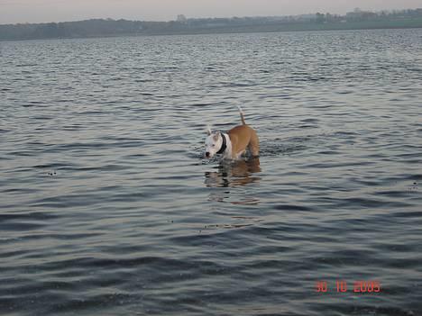 Amerikansk staffordshire terrier NA Eris Angel *Solgt* - angel på stranden... hun rækker tunge af sin far.... billede 20