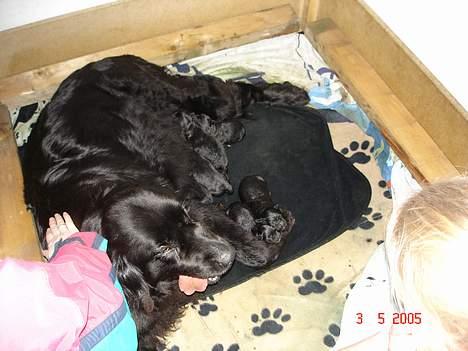 Newfoundlænder Balu - Blau, sammen med sine hvalpe fra den 2/5-05 billede 6