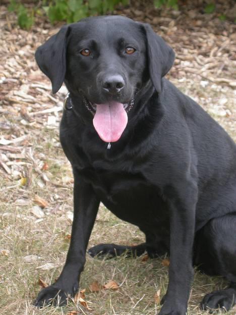 Labrador retriever Tessi - her er jeg så .. billede 1