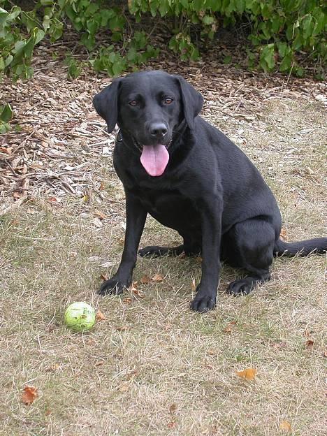 Labrador retriever Tessi - Kast nu min bold *s* billede 2