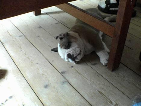 Engelsk bulldog Cæsar  billede 3