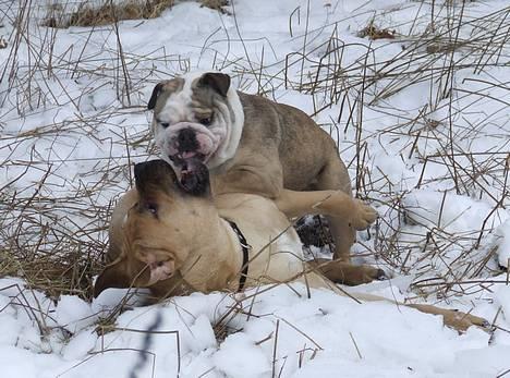 Engelsk bulldog Cæsar  - Min barndoms ven Victor og mig.. :) billede 5