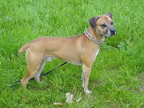 Amerikansk bulldog King billede 8