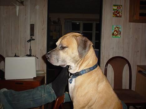 Amerikansk bulldog King - Nyt billede 9