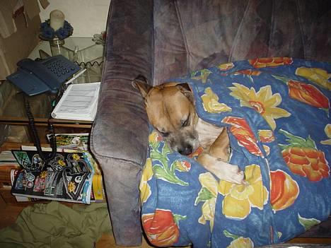 Amerikansk bulldog King - Nyt billede 10