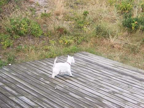 West highland white terrier Molly billede 14