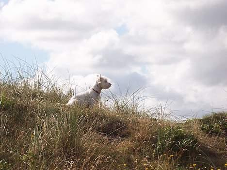 West highland white terrier Molly billede 15