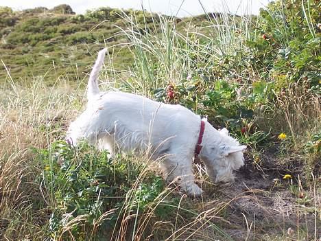 West highland white terrier Molly billede 16