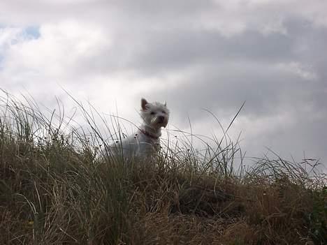 West highland white terrier Molly billede 17
