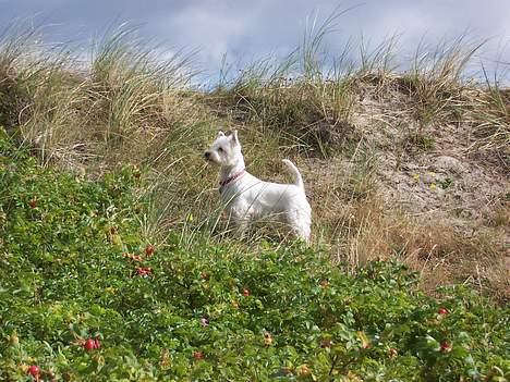 West highland white terrier Molly billede 18