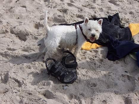 West highland white terrier Molly - Har lige været en tur i vandet, men kun til maven!  billede 19
