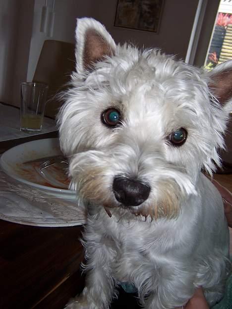 West highland white terrier Molly - Er jeg ikke bare søøøød!!!! billede 20