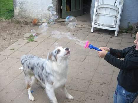 Australian shepherd izzi - sæbebobler billede 8