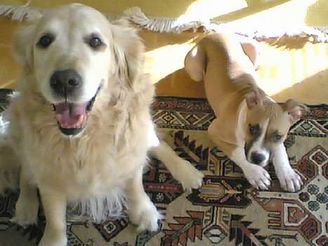 Blanding af racer Deca - smil * billede 6