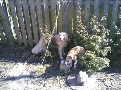 Blanding af racer Deca - en tur i haven med Sandy billede 7