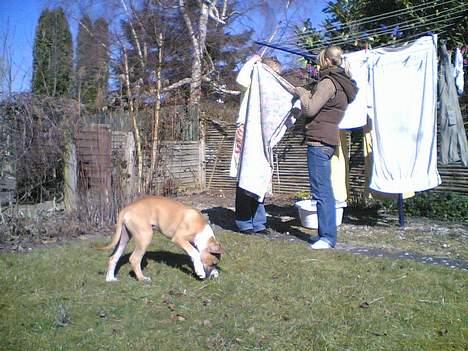 Blanding af racer Deca - 8 måneder gammel  billede 8