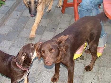 Australsk kelpie Tazz - Her er Tazz med sin kone Chela. billede 1