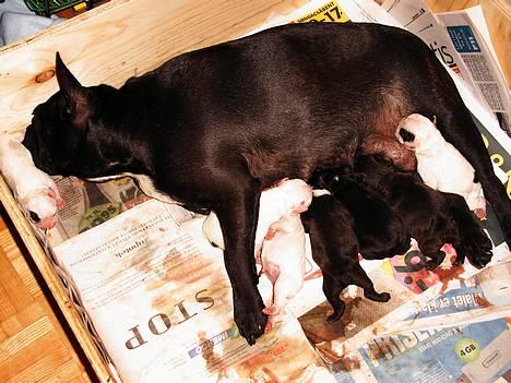 Fransk bulldog Futte - Mine hvalpe... og jeg klarede det hele selv.. SÅ jeg er stolt det samme er min "far og mor" billede 1