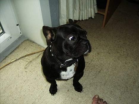 Fransk bulldog Futte - Øhhhh Kigger jeg det forkerte sted hen..... ???? billede 2