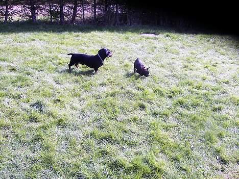 Fransk bulldog Futte - Her leger jeg med King billede 4